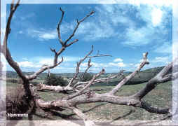 maremma.jpg (139122 byte)